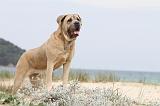 CANE CORSO 659